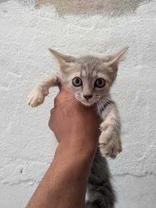 BSH Mix 