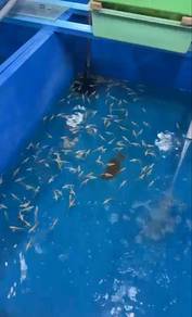 Silver Albino Arowana