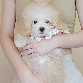 Poodle
