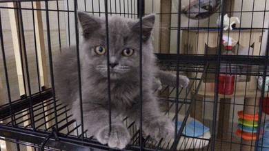 Bluish Grey BSH Kittens