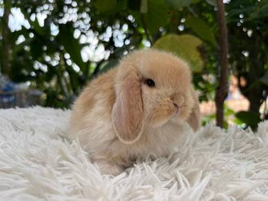 Holland lop