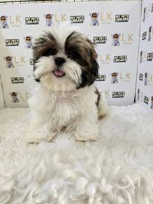 Male shih tzu