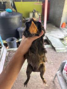 Guinea Pig Sepasang Murah