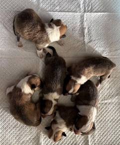 mka corgi