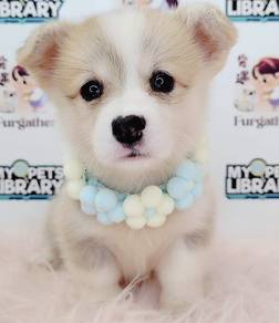 Welsh Corgi