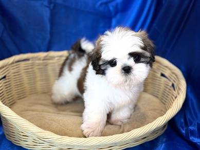 Shihtzu | Adorable Little Companion ✨🐶