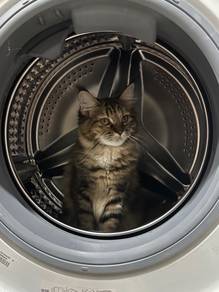 Mainecoon Persian