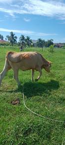 lembu 