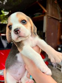 beagle, 