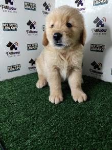 Golden retriever with mka certificate