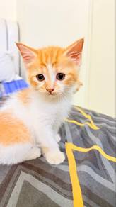 Kitten Scottish