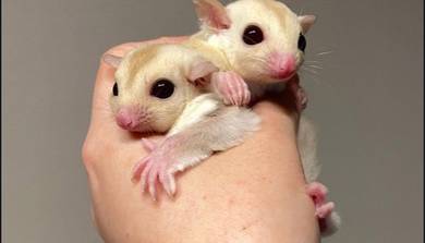 sugar glider