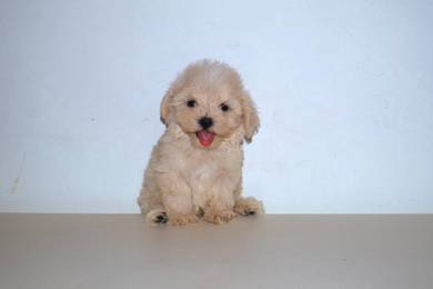 C39 Sweet Maltipoo Dog