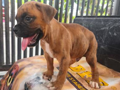 Purebred Male Boxer Puppy