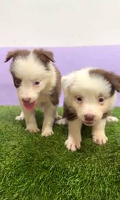 Border collie tri special marking MKA