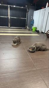 2Cat inbox get more photo female and male
