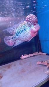 Cc Kamfa big Kok gene