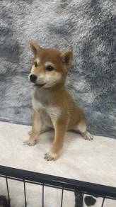 Pure Breed Shiba Inu Puppy (M) 