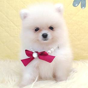 Pomeranian