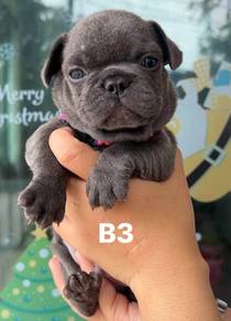FRENCH BULLDOG PUPPIES VIP208🌻Cute & Healthy Boy