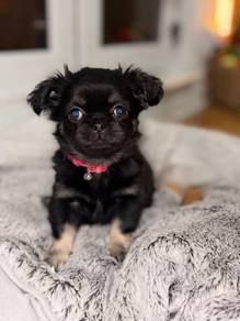 black and white Chihuahua ~3