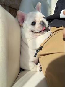 French Bulldog