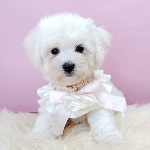 Bichon