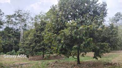 Agricultural Land in Johol, NSN