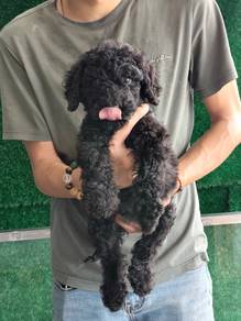Giant Poodle Puppy巨贵幼犬妹妹🐕‍🦺