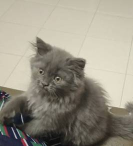 Male Cat