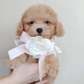 Poodle