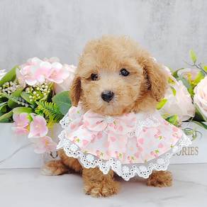 Poodle