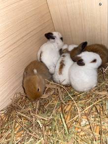 Arnab Hiasan Lionhead Mix NetherlandDwarf