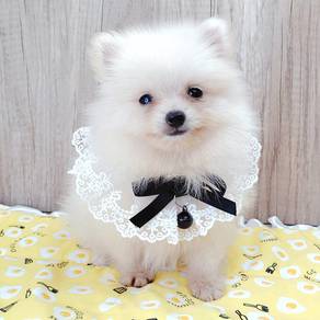 Pomeranian