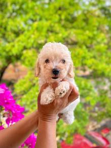 Maltipoo puppy 