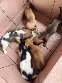 pure breed dachshund puppy