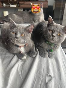 Male BSH Mix Maine Coon Kitten