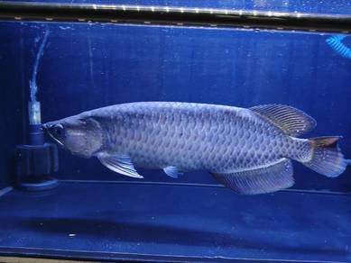 Jardini pearl Arowana