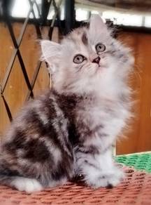 British Longhair Kitten