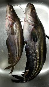 ikan tapah liar untuk lauk