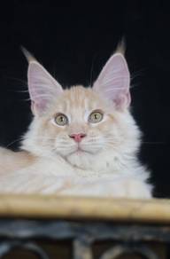 Maine Coon
