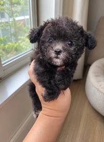 Silver Poodle