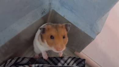 Hamster Big Bone