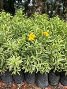 Allamanda oenotherifolia 'Silver'