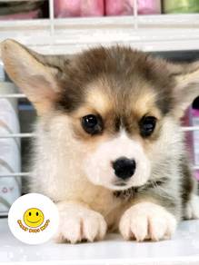 RH_W1699 Welsh Corgi tri color wonderful pet