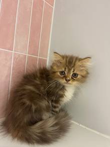 Rehome American Curl + Semi Flat Persian