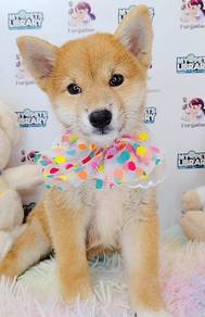 Shiba Inu