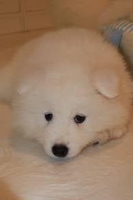 J0833 Samoyed Friendly Companion Puppy
