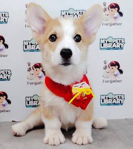Welsh Corgi