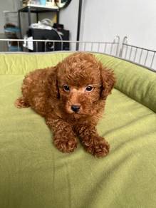 Cute Poodle Puppy Available 